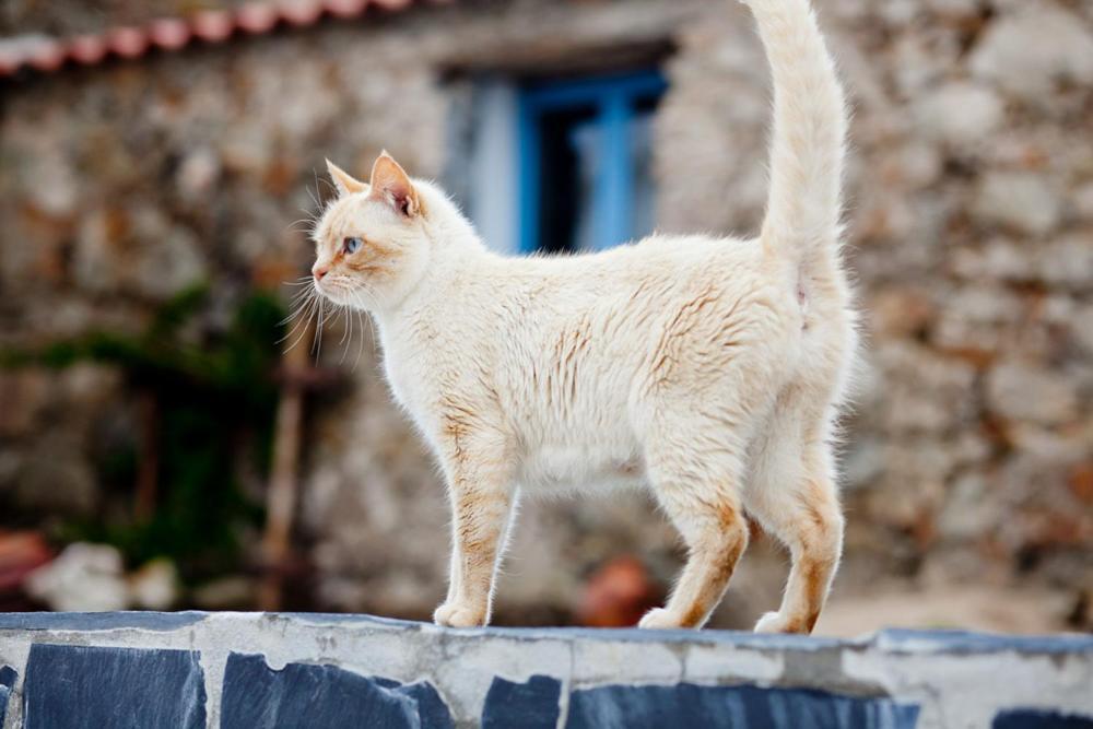 Quinta Da Borboleta Villa วิลา โนวา เจ ปัวอาเรส ภายนอก รูปภาพ